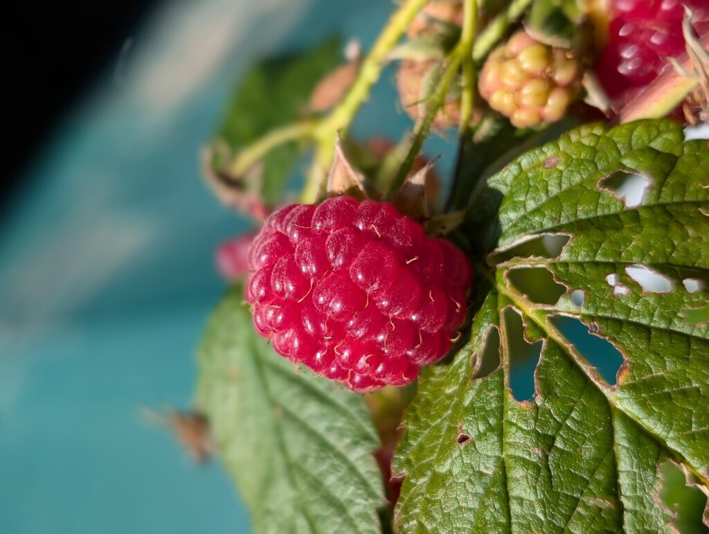 PXL_20240908_082337417.PORTRAIT