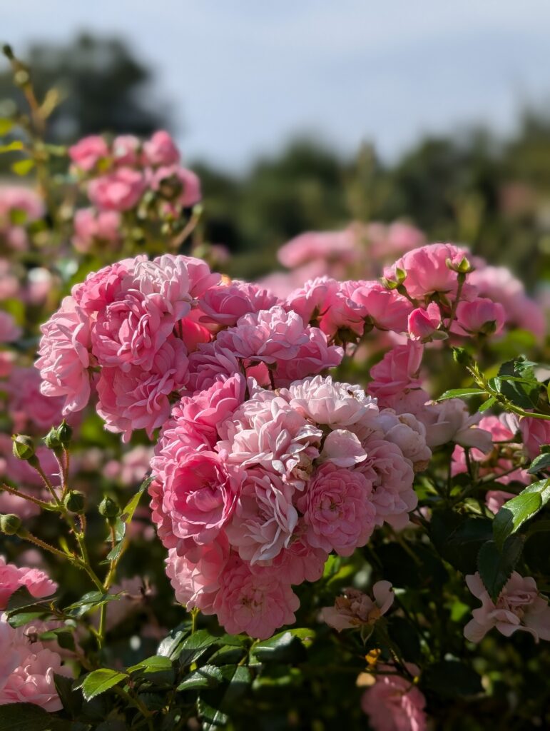 PXL_20240908_082427648.PORTRAIT