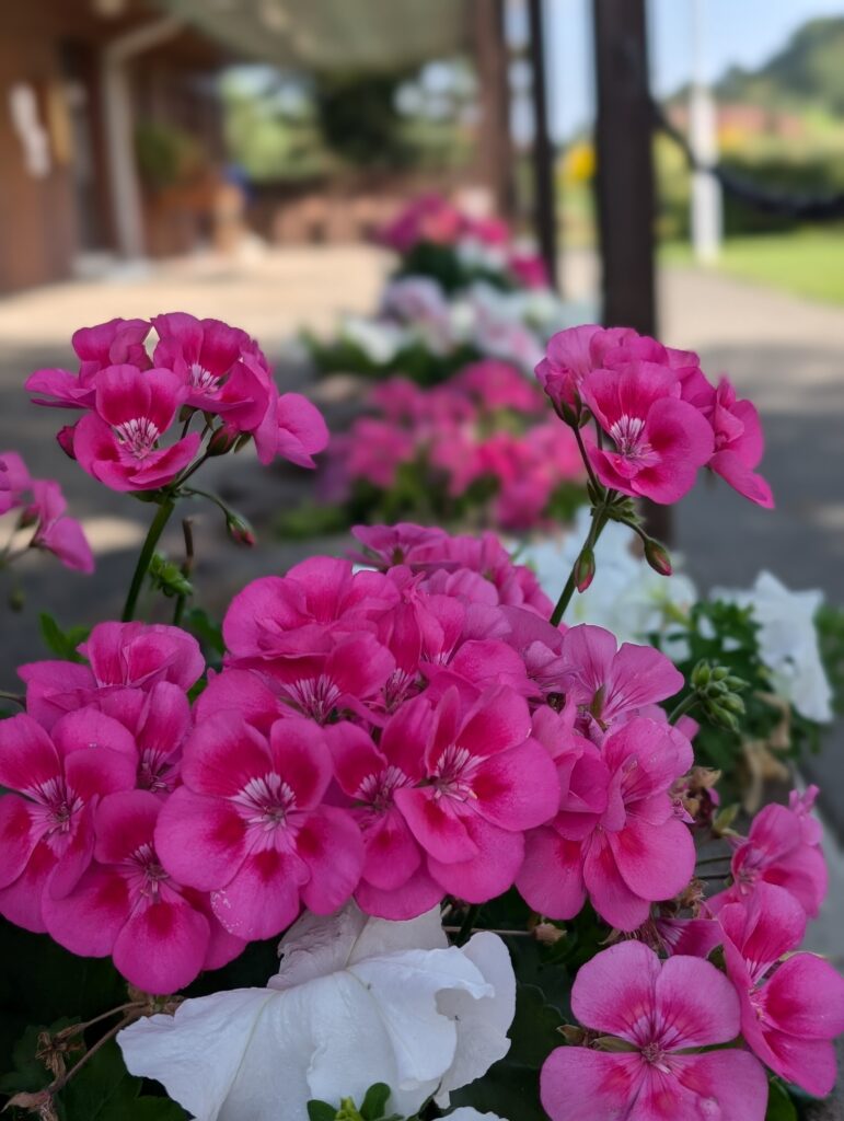 PXL_20240908_082512858.PORTRAIT