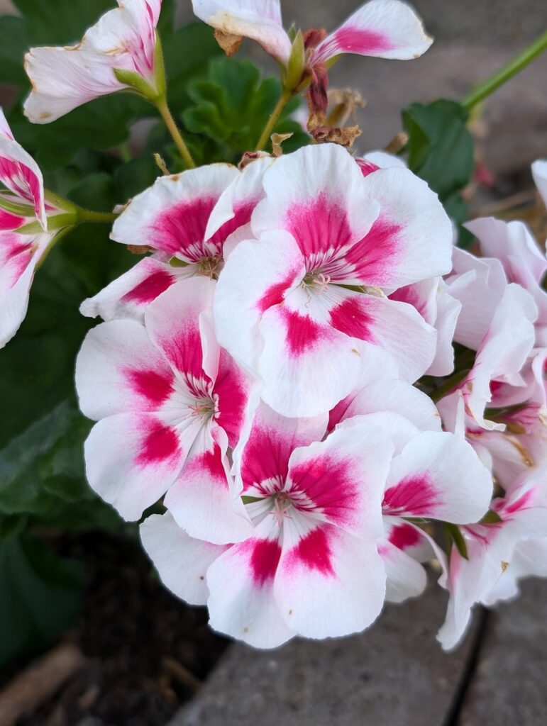 PXL_20240908_082542726.PORTRAIT