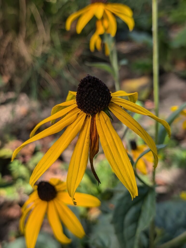 PXL_20240908_083145406.PORTRAIT