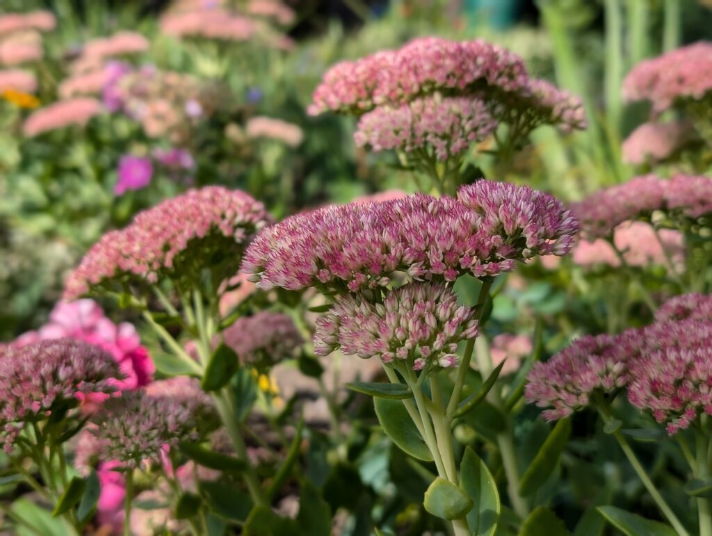 PXL_20240908_083226909.PORTRAIT