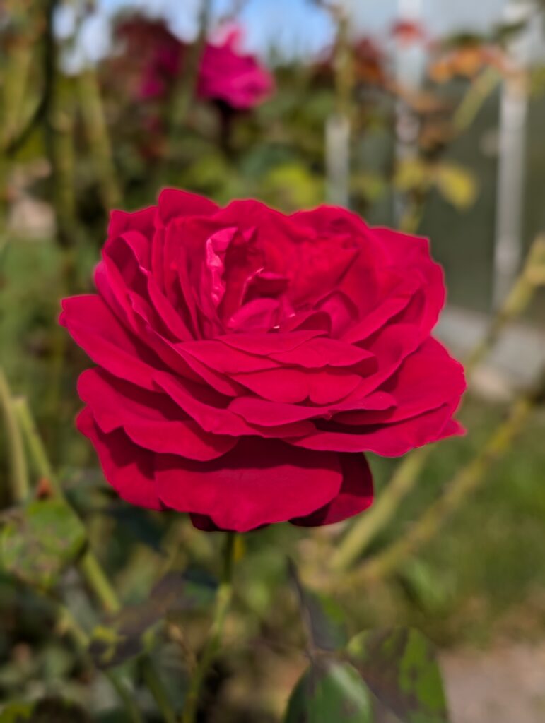 PXL_20240908_083349286.PORTRAIT