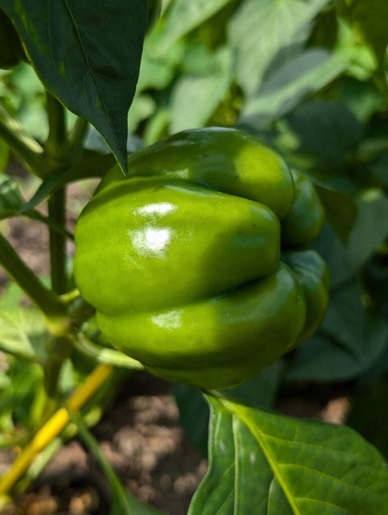 PXL_20240908_083725339