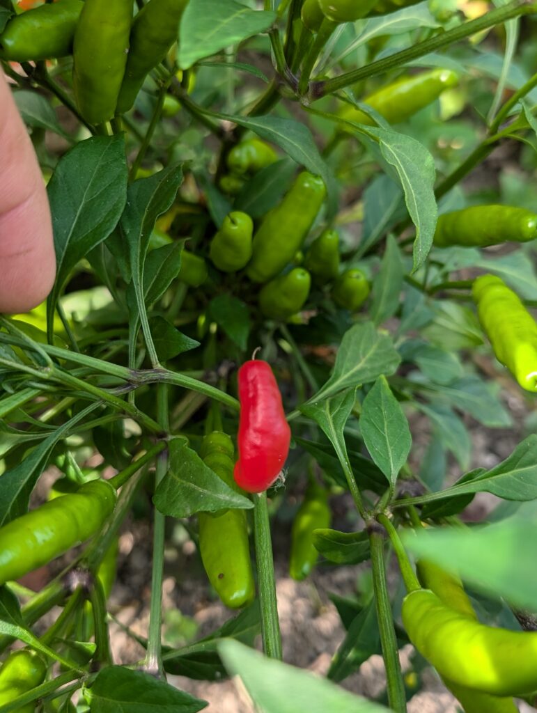 PXL_20240908_083811048